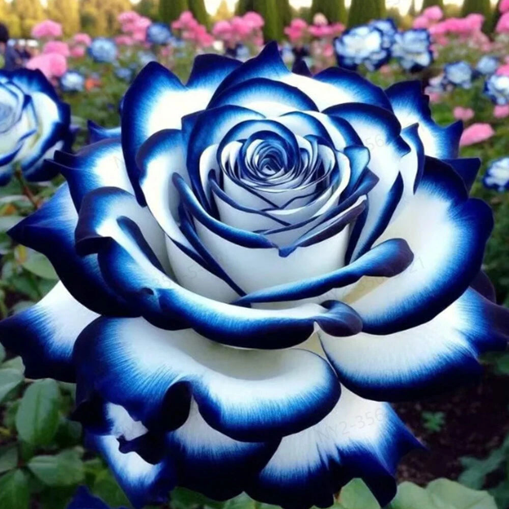 🌹 Rare Patterned Rainbow Rose Seeds