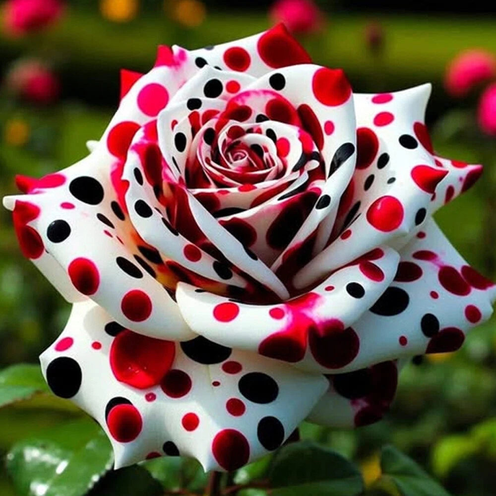 🌹 Rare Patterned Rainbow Rose Seeds