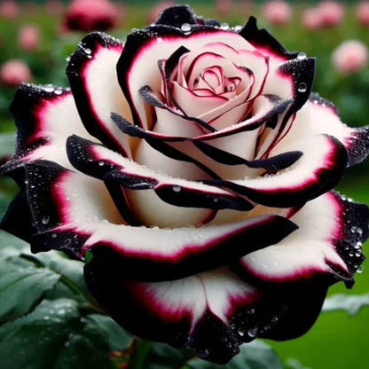 🌹 Rare Patterned Rainbow Rose Seeds